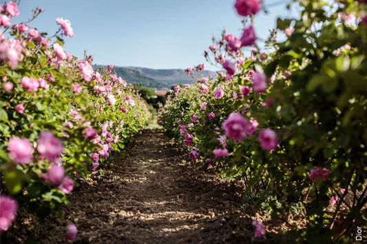 Récolte de la Rose Centifolia à Grasse pour parfum de niche
